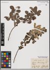 Foto von Salix aurita L.